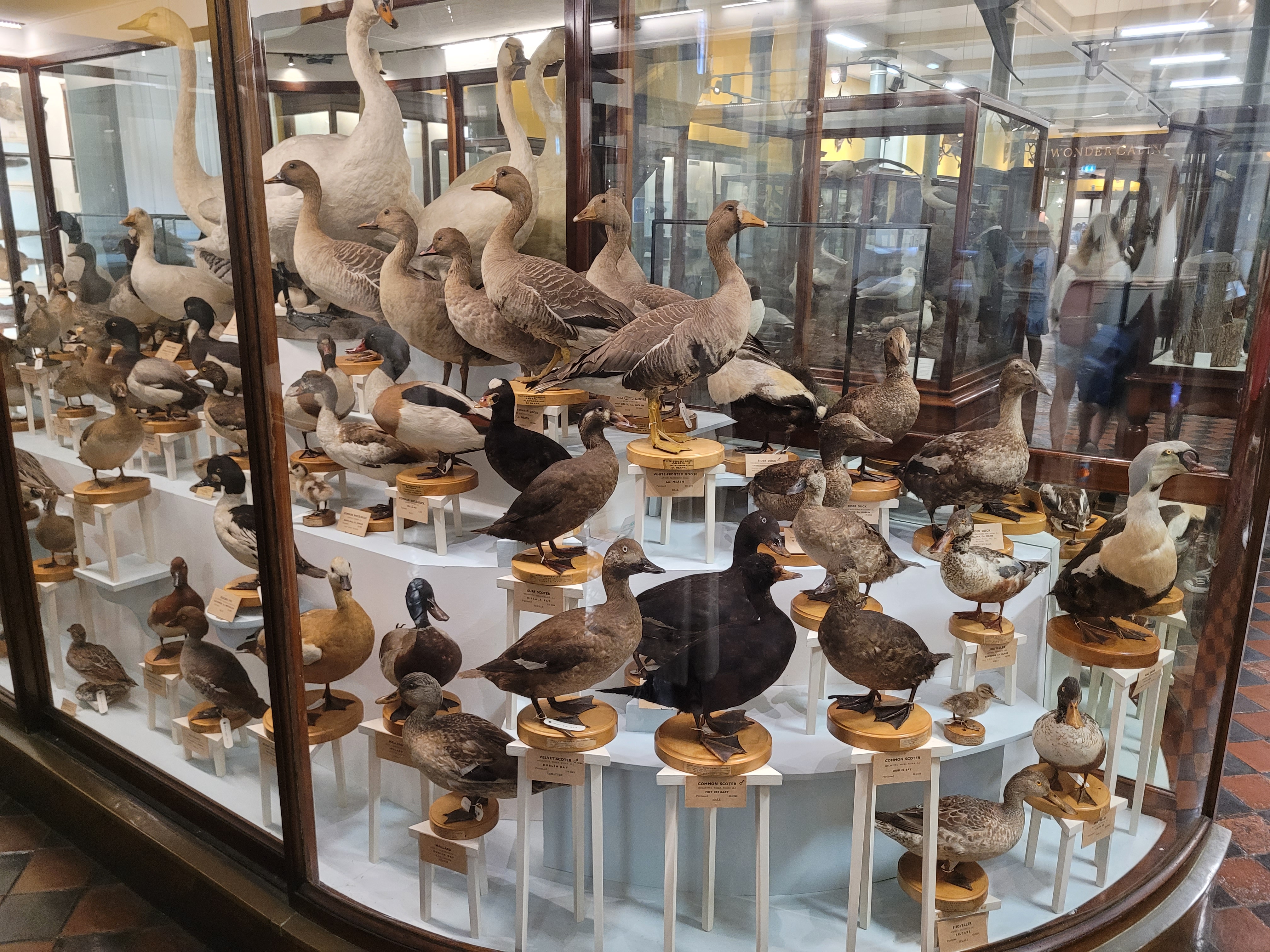 Les canards d'Irlande