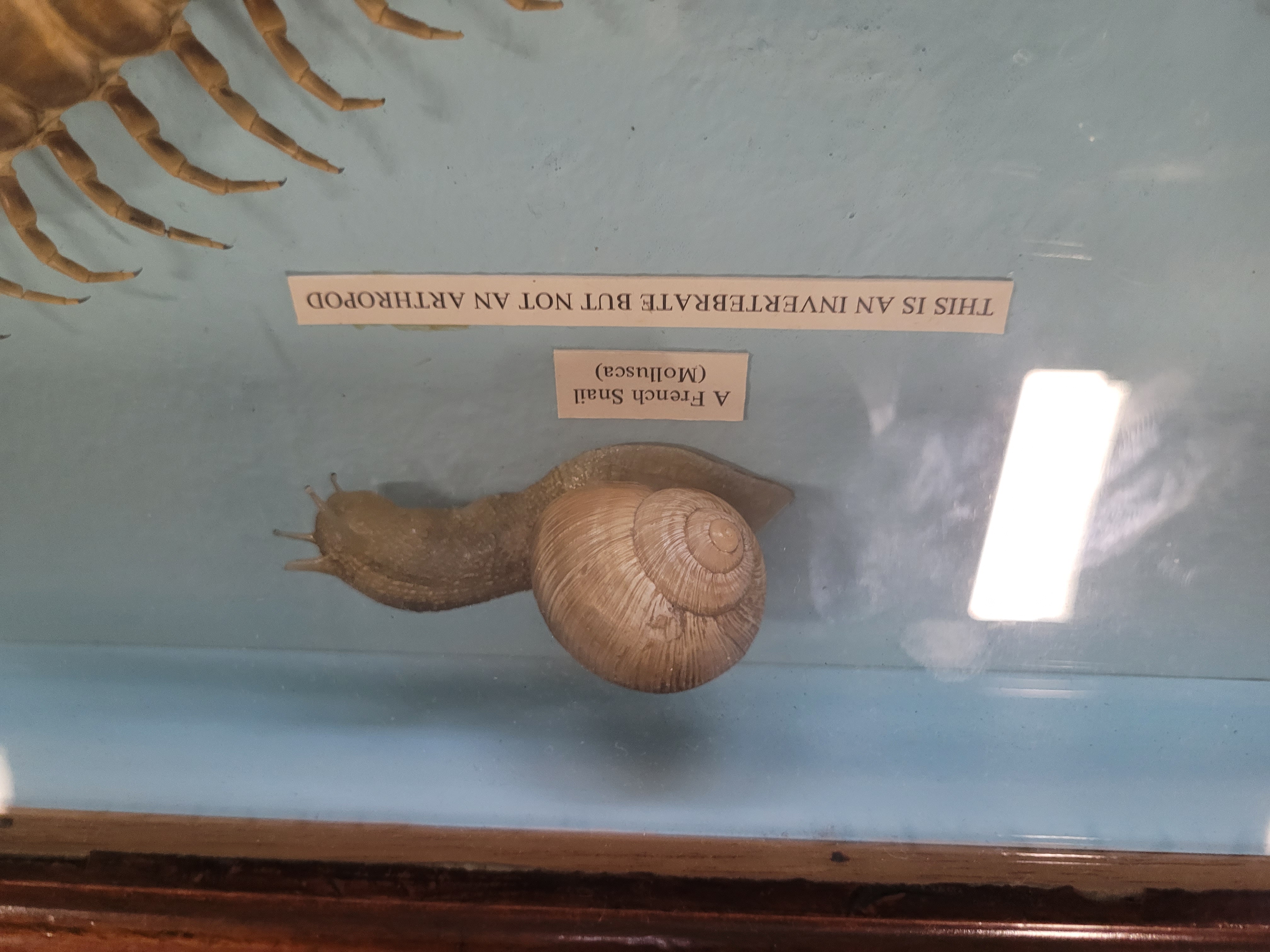 Escargot de Bourgogne